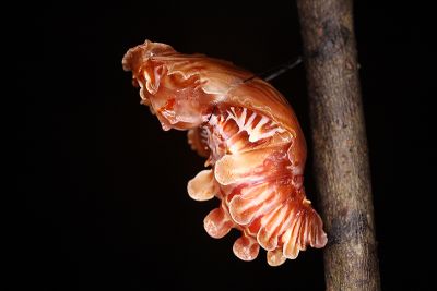 曙鳳蝶 Atrophaneura horishana