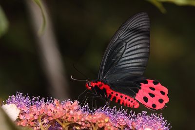 曙鳳蝶 Atrophaneura horishana 雄蟲