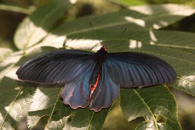曙鳳蝶 Atrophaneura horishana 雄蟲
