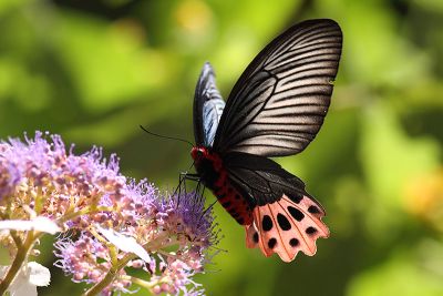 曙鳳蝶 Atrophaneura horishana 雌蟲