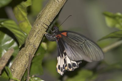 大鳳蝶 Papilio memnon heronus 雌蟲