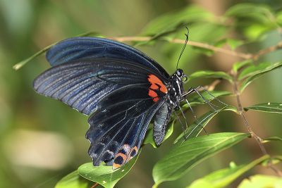 大鳳蝶 Papilio memnon heronus 雄蟲