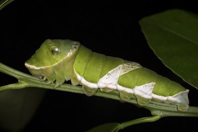 大鳳蝶 Papilio memnon heronus