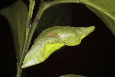 大鳳蝶 Papilio memnon heronus