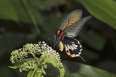 大鳳蝶 Papilio memnon heronus 雌蟲
