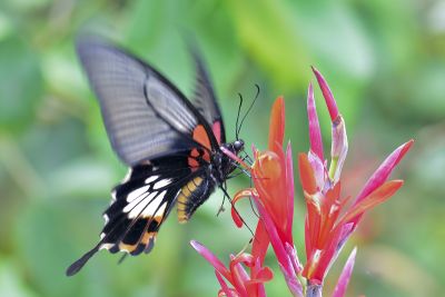 大鳳蝶 Papilio memnon heronus 雌蟲