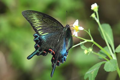 翠鳳蝶蘭嶼亞種 Papilio bianor kotoensis 雌蟲