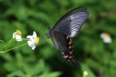 翠鳳蝶蘭嶼亞種 Papilio bianor kotoensis 雄蟲