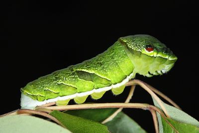 翠鳳蝶蘭嶼亞種 Papilio bianor kotoensis