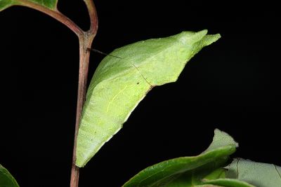 翠鳳蝶蘭嶼亞種 Papilio bianor kotoensis