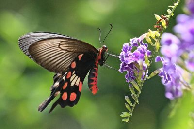 Pachliopta aristolochiae interposita 雄蟲