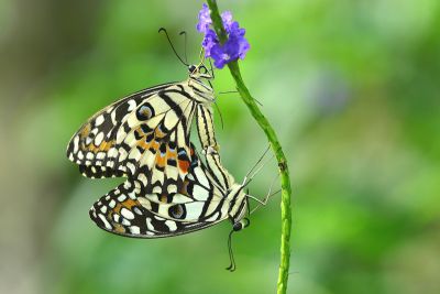 花鳳蝶 Papilio demoleus 交尾中個體