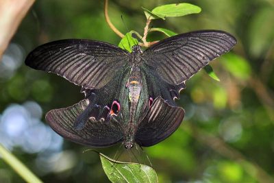 穹翠鳳蝶 Papilio dialis tatsuta 交尾中個體