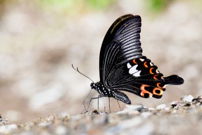 白紋鳳蝶 Papilio helenus fortunius 性別不明