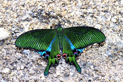 雙環翠鳳蝶 Papilio hopponis 雄蟲