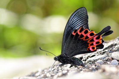 雙環翠鳳蝶 Papilio hopponis 雄蟲