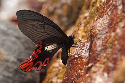 臺灣寬尾鳳蝶 Papilio maraho 雌蟲