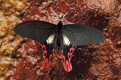 臺灣寬尾鳳蝶 Papilio maraho 雌蟲