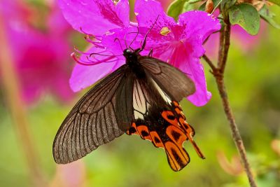 臺灣寬尾鳳蝶 Papilio maraho 雄蟲