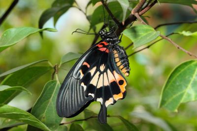 大鳳蝶 Papilio memnon heronus 雌蟲