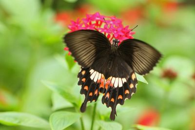 玉帶鳳蝶 Papilio polytes polytes 雌蟲