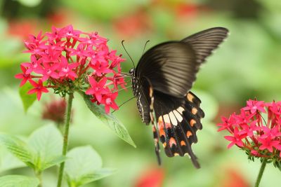玉帶鳳蝶 Papilio polytes polytes 雌蟲
