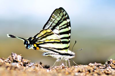 劍青鳳蝶 Graphium eurous asakurae 雄蟲