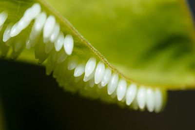 亮色黃蝶 Eurema blanda arsakia
