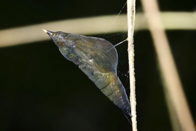 亮色黃蝶 Eurema blanda arsakia