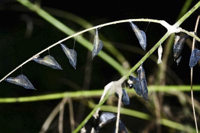 亮色黃蝶 Eurema blanda arsakia