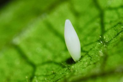 北黃蝶 Eurema mandarina