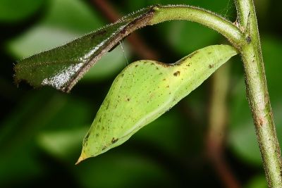 北黃蝶 Eurema mandarina