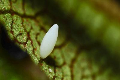 北黃蝶 Eurema mandarina