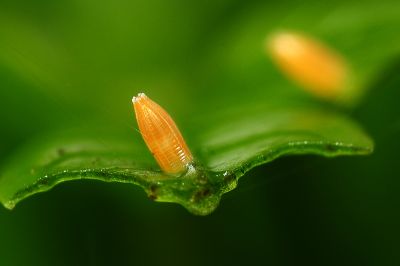 異色尖粉蝶 Appias lyncida eleonora