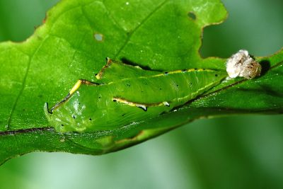 異色尖粉蝶 Appias lyncida eleonora