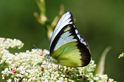 異色尖粉蝶 Appias lyncida eleonora 性別不明