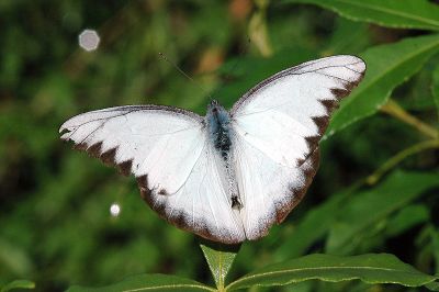 異色尖粉蝶 Appias lyncida eleonora 性別不明