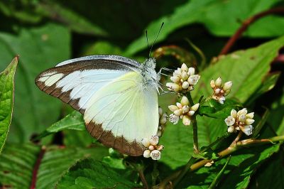 異色尖粉蝶 Appias lyncida eleonora 性別不明