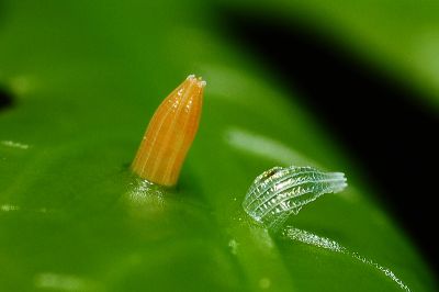 異色尖粉蝶 Appias lyncida eleonora