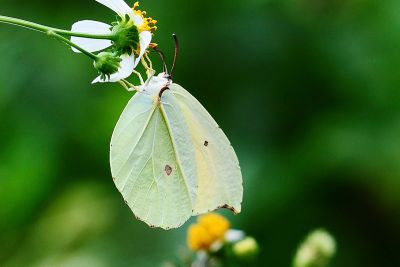 圓翅鉤粉蝶 Gonepteryx amintha formosana 性別不明