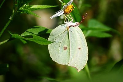 圓翅鉤粉蝶 Gonepteryx amintha formosana 性別不明