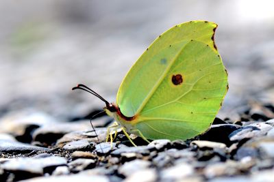 圓翅鉤粉蝶 Gonepteryx amintha formosana 雄蟲