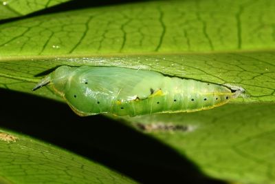 尖粉蝶 Appias albina semperi