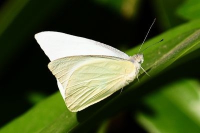 尖粉蝶 Appias albina semperi 性別不明