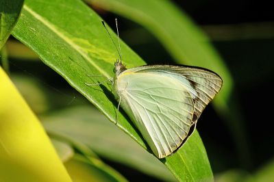 尖粉蝶 Appias albina semperi 性別不明