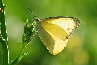 尖粉蝶 Appias albina semperi 性別不明