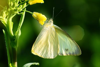 尖粉蝶 Appias albina semperi 性別不明