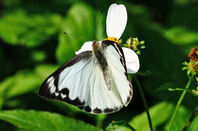 尖粉蝶 Appias albina semperi 性別不明