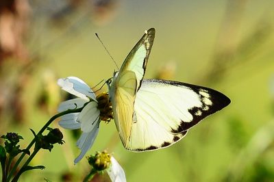 尖粉蝶 Appias albina semperi 性別不明