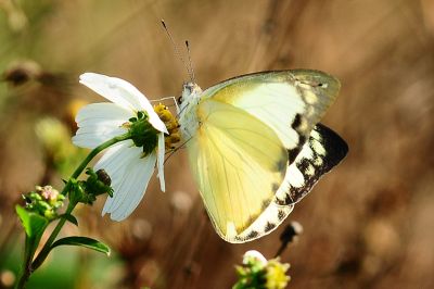 尖粉蝶 Appias albina semperi 性別不明